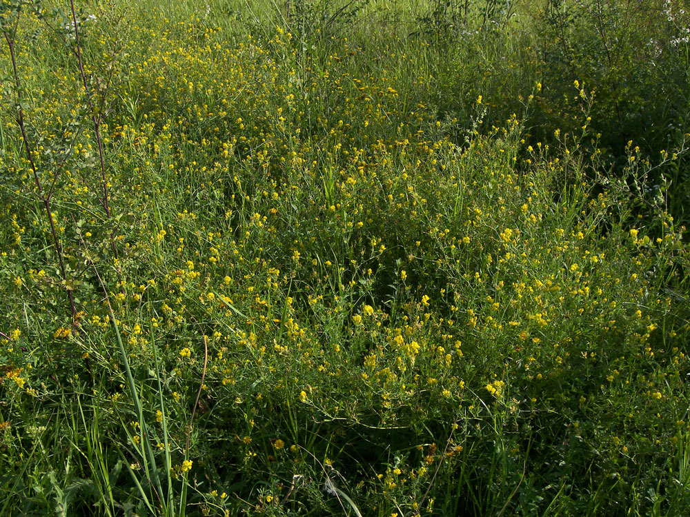 Image of Medicago vardanis specimen.