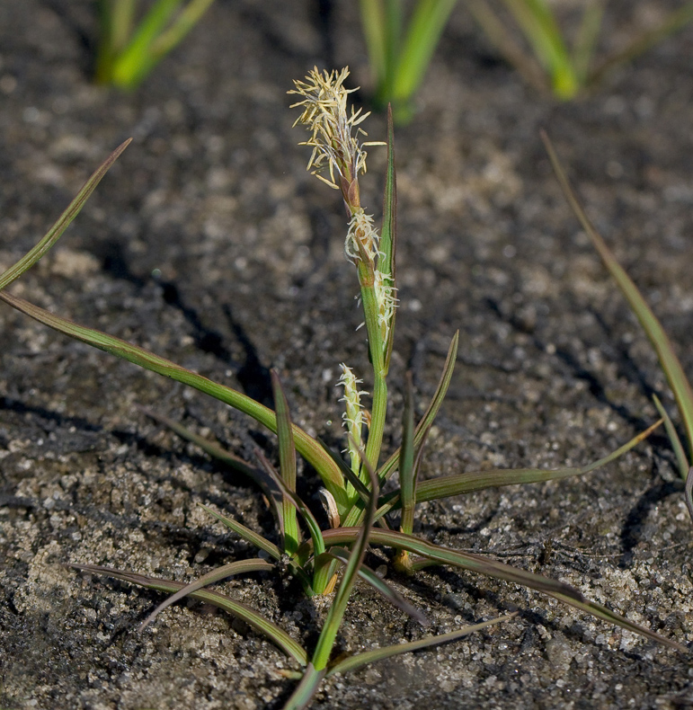 Изображение особи Carex subspathacea.