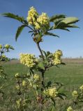 Sambucus racemosa