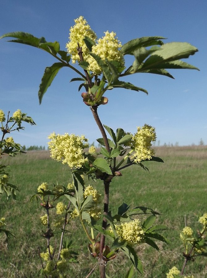 Image of Sambucus racemosa specimen.