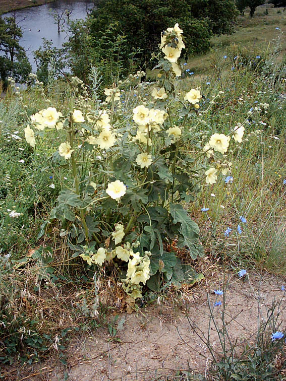 Изображение особи Alcea rugosa.