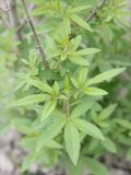 Vitex agnus-castus. Молодые побеги с листвой. Черноморское побережье Кавказа, Новороссийск, близ Суджукской лагуны, Дендропарк. 13 мая 2013 г.