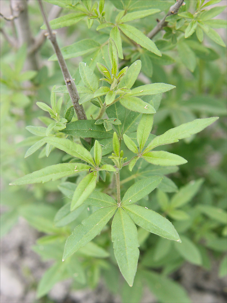 Изображение особи Vitex agnus-castus.