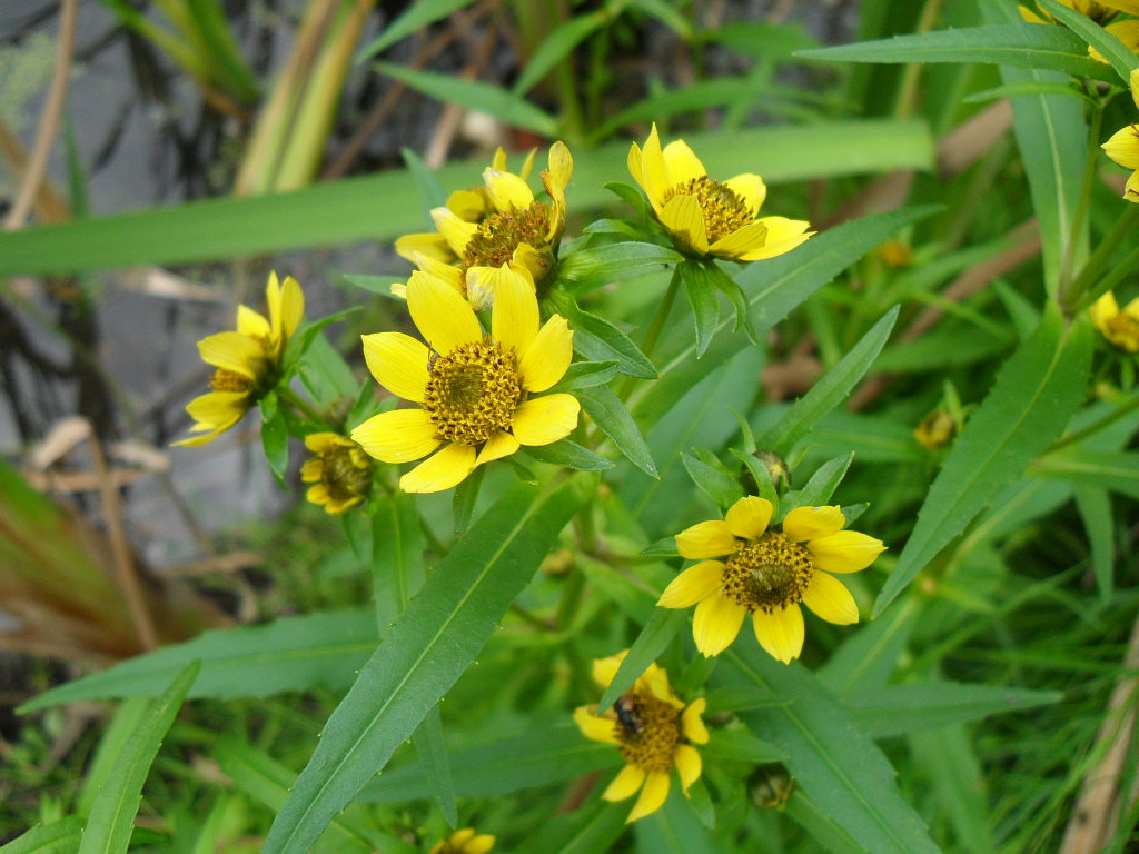 Изображение особи Bidens cernua var. radiata.