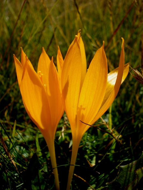 Изображение особи Crocus scharojanii.