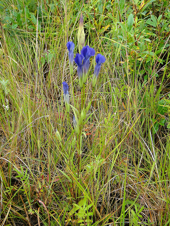 Image of Gentianopsis barbata specimen.