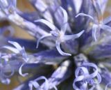 Echinops microcephalus