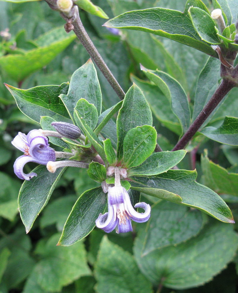 Изображение особи Clematis heracleifolia.