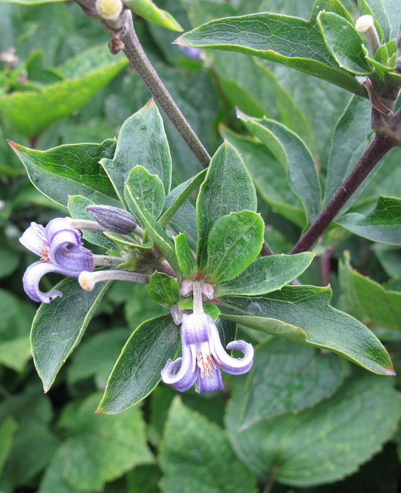 Image of Clematis heracleifolia specimen.