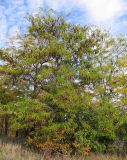 Gleditsia triacanthos