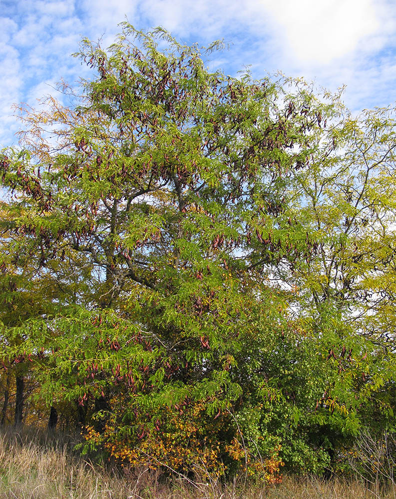 Изображение особи Gleditsia triacanthos.