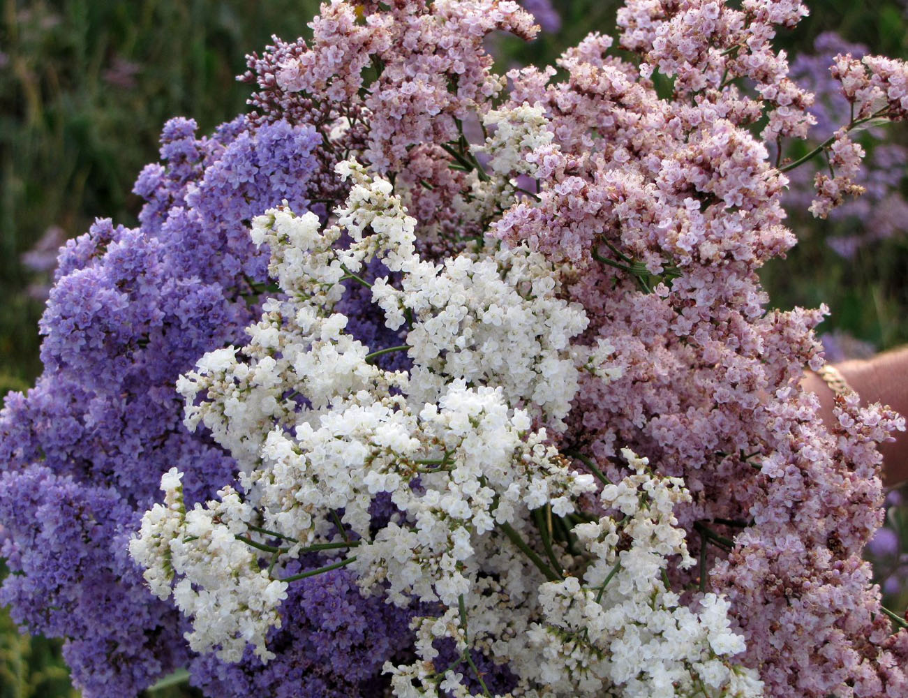 Изображение особи Limonium gmelinii.