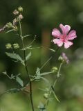 Althaea cannabina. Верхушка цветущего растения. Краснодарский край, окр. г. Горячий Ключ. 22.07.2012.
