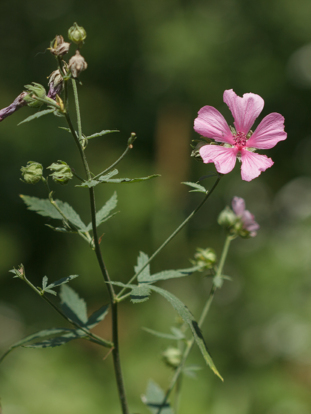 Image of Althaea cannabina specimen.