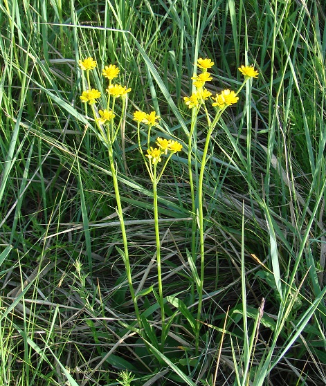 Изображение особи Tephroseris integrifolia.