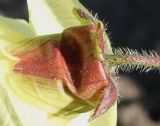Hibiscus esculentus. Чашелистики. Германия, г. Дюссельдорф, Ботанический сад университета. 04.09.2013.