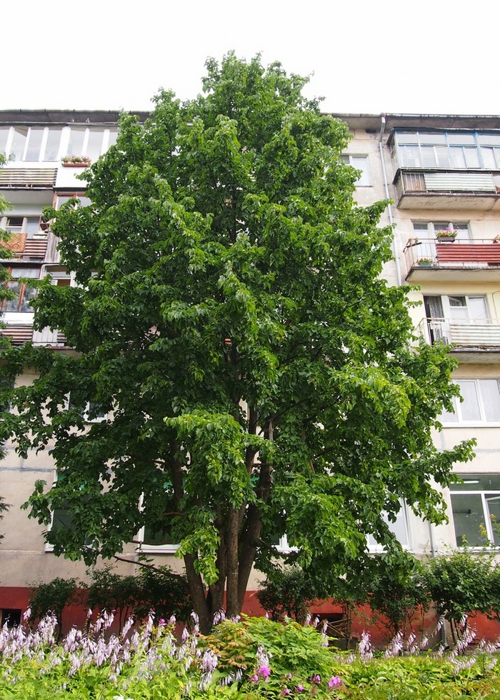 Image of Corylus colurna specimen.