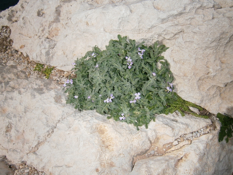 Изображение особи Matthiola sinuata.