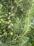 Olea europaea