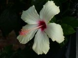 Hibiscus rosa-sinensis. Цветок. Турция, пров. Анталья, р-н Кемер, пос. Кириш, в культуре. 10 сентября 2009 г.