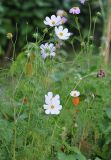 Cosmos bipinnatus