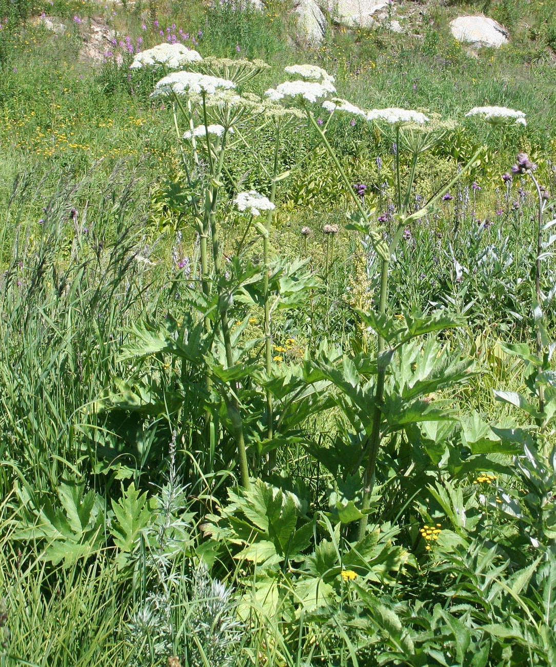 Изображение особи Heracleum dissectum.