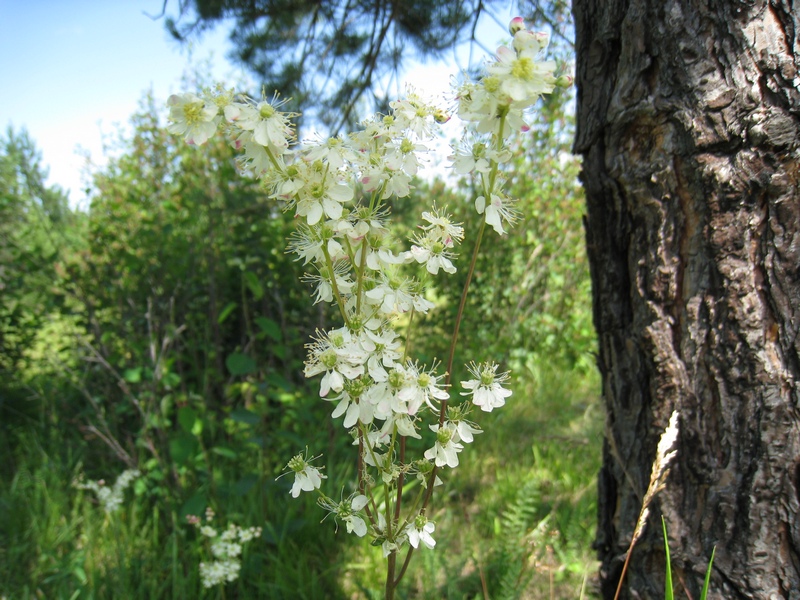 Image of Filipendula vulgaris specimen.