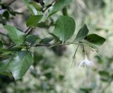 Styrax officinalis. Ветвь с раскрытым и облетевшими цветками. Израиль, предгорья Иудеи, сосняк. 29.03.2014.