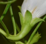 Eremophila polyclada