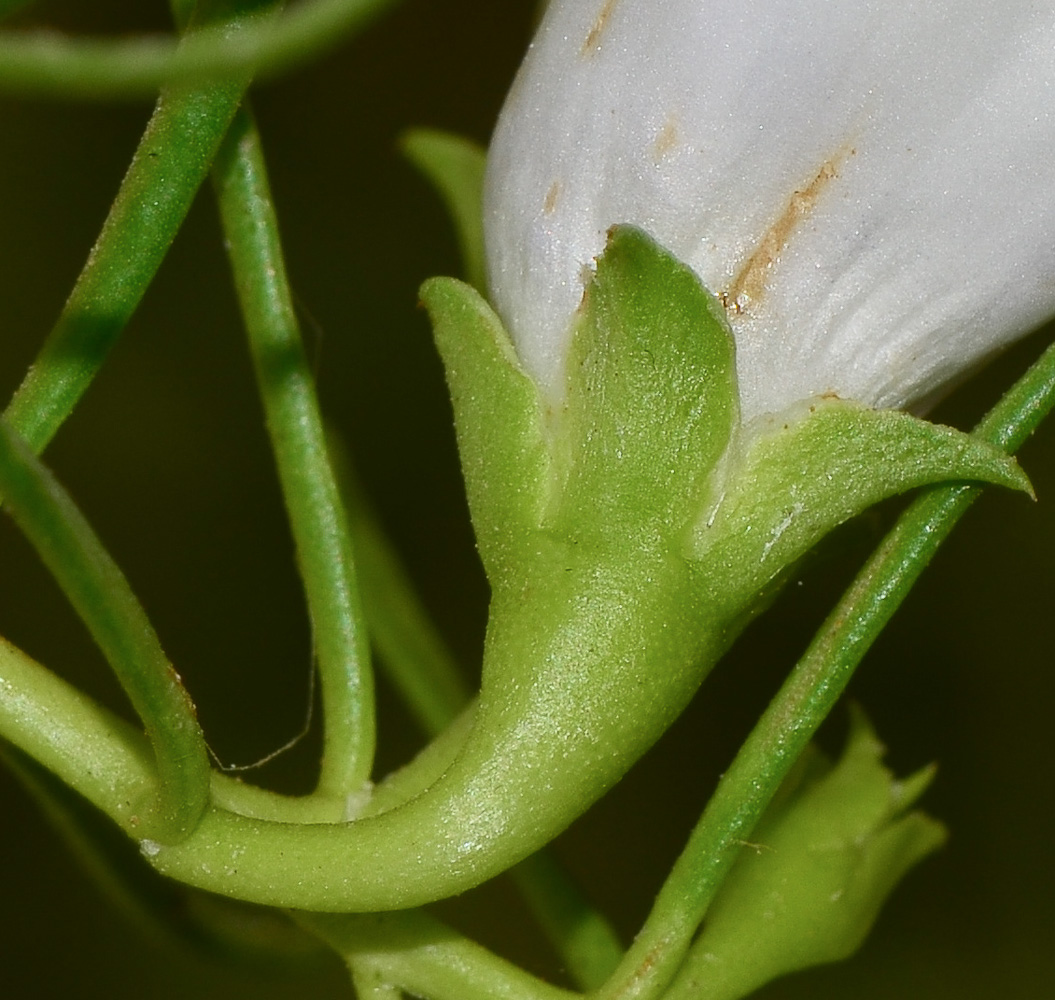 Image of Eremophila polyclada specimen.