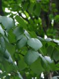 genus Betula