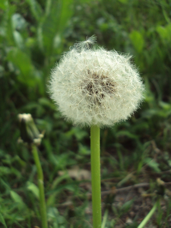 Image of Taraxacum officinale specimen.