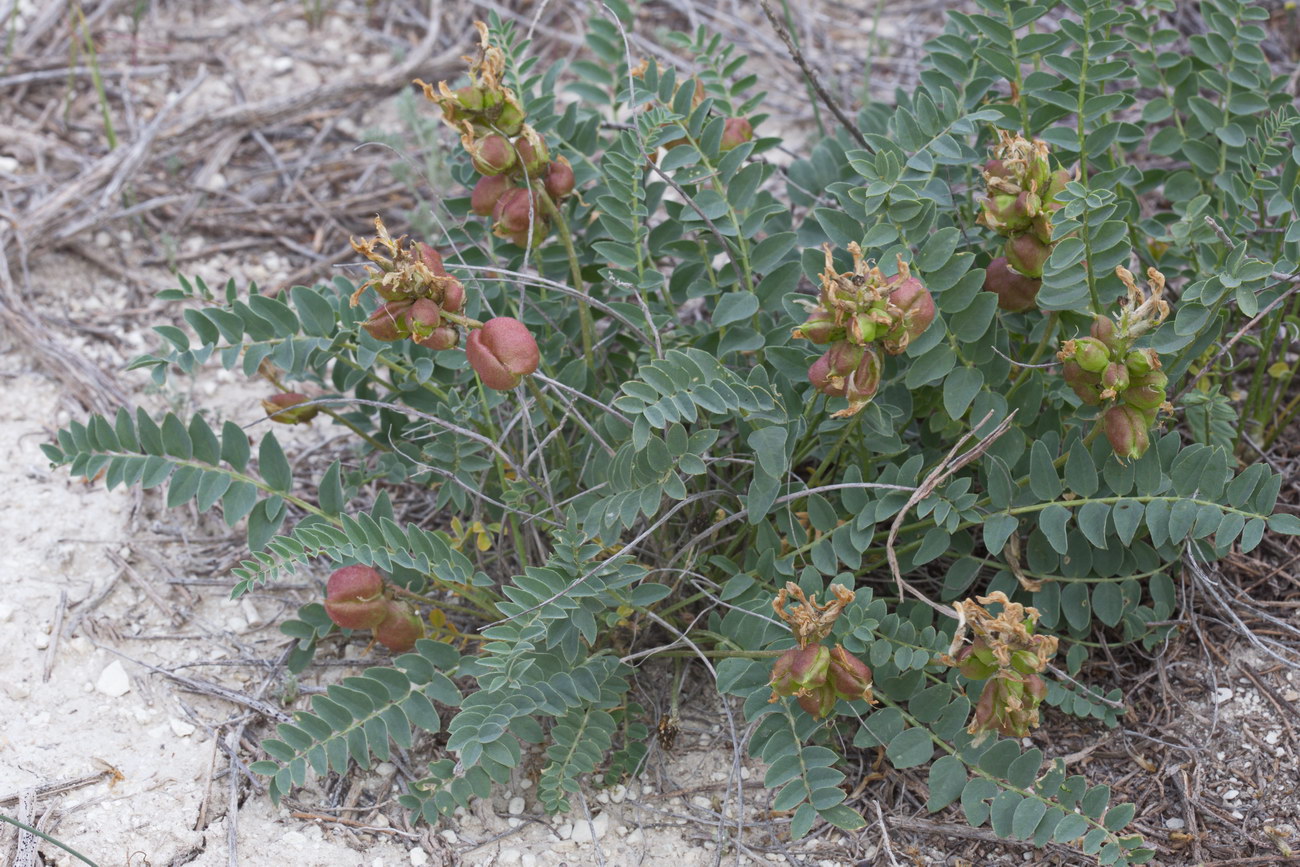 Изображение особи Astragalus physodes.