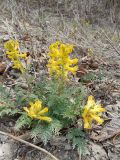 Corydalis speciosa
