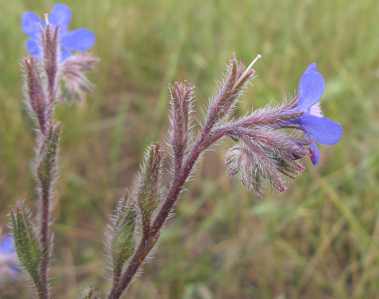 Image of Anchusa azurea specimen.