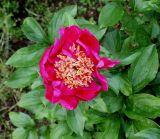 Paeonia lactiflora. Верхушка побега с цветком ('Cuckoos's Nest'). Германия, г. Дюссельдорф, Ботанический сад университета. 02.06.2014.