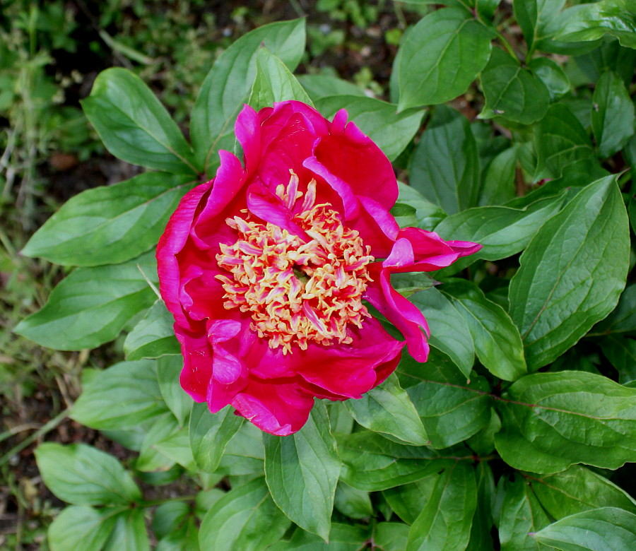 Изображение особи Paeonia lactiflora.