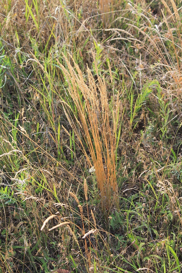 Image of Koeleria macrantha specimen.