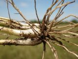 Allium flavescens