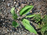 Centaurea scabiosa