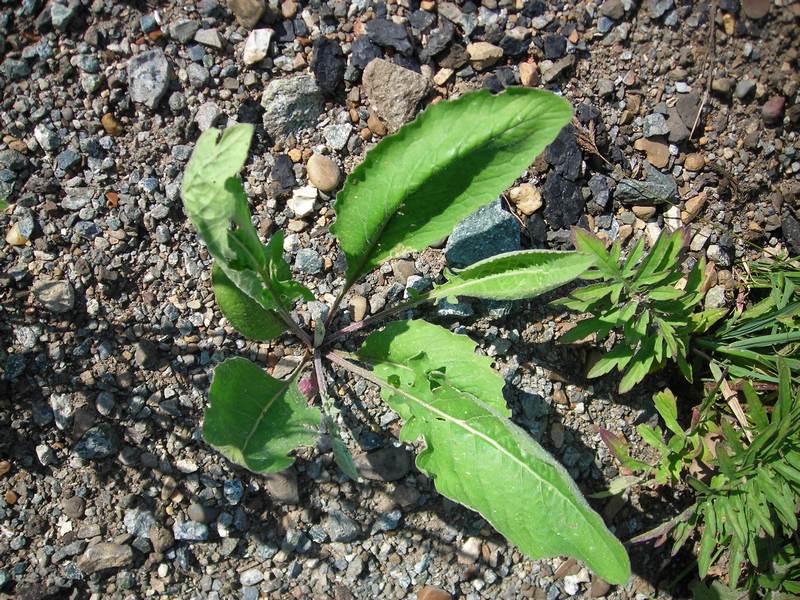 Image of Centaurea scabiosa specimen.