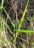 Agropyron pinifolium