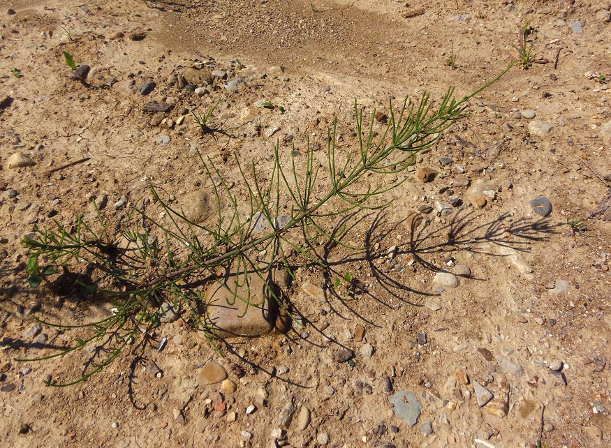 Image of Equisetum arvense specimen.