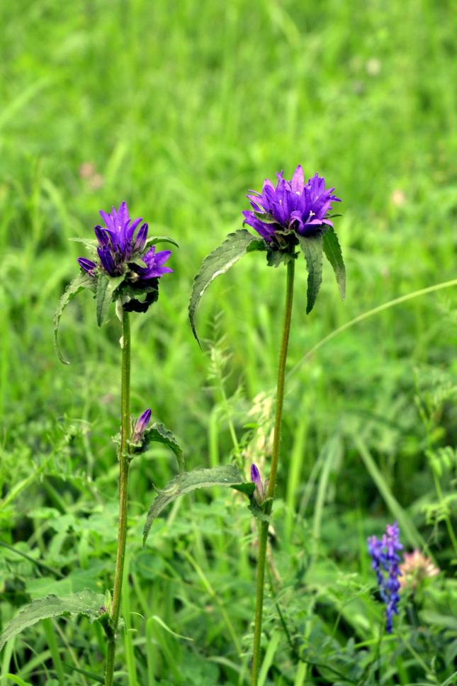 Image of Campanula glomerata specimen.