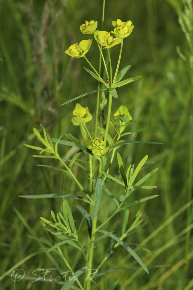 Image of Euphorbia esula specimen.