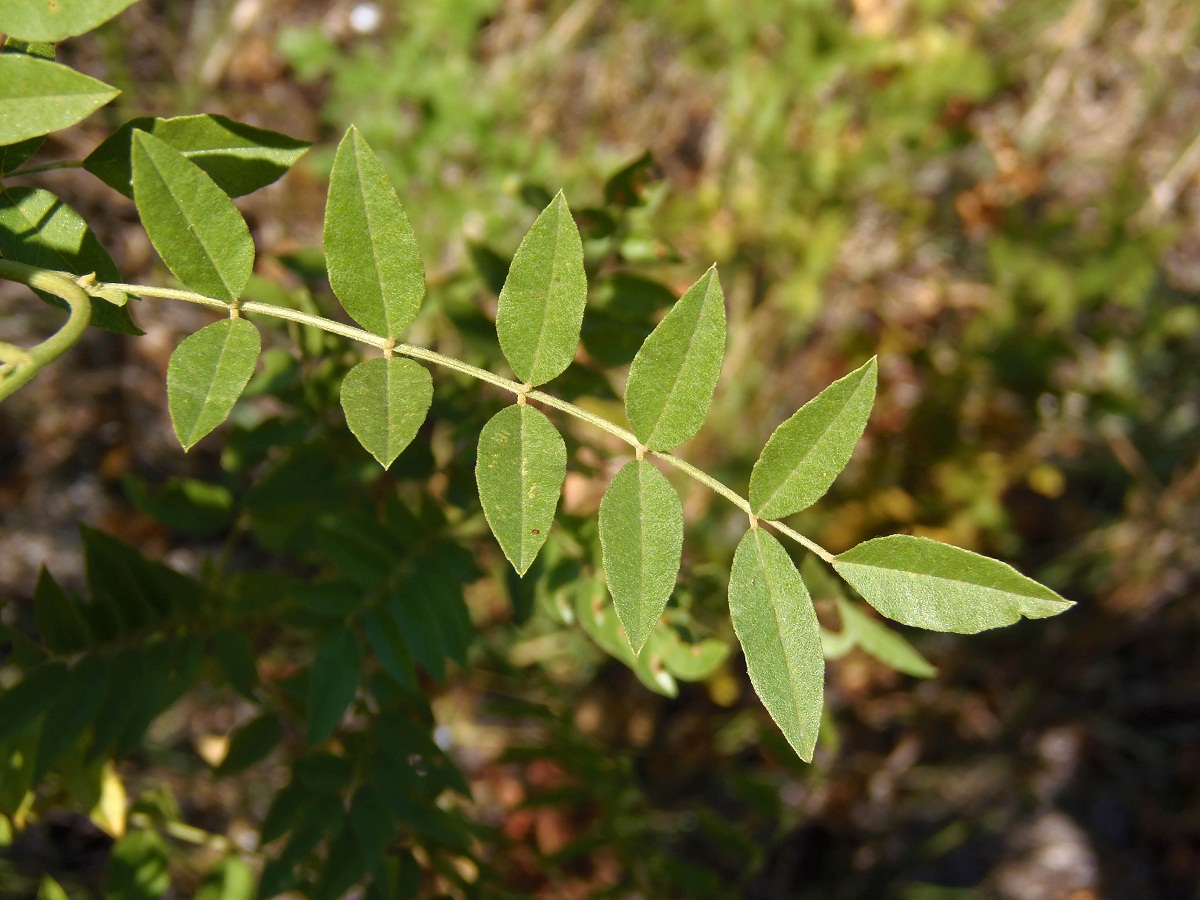 Изображение особи Glycyrrhiza glandulifera.