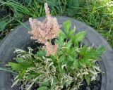genus Astilbe