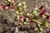 Scrophularia umbrosa. Средняя часть соцветия с цветками и невызревшими плодами. Германия, г. Дюссельдорф, Ботанический сад университета. 03.07.2014.
