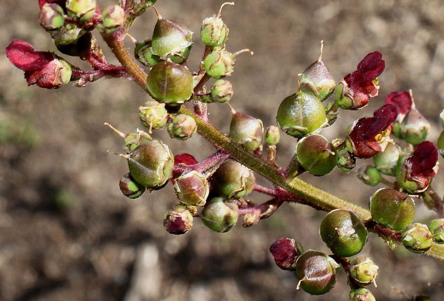 Image of Scrophularia umbrosa specimen.