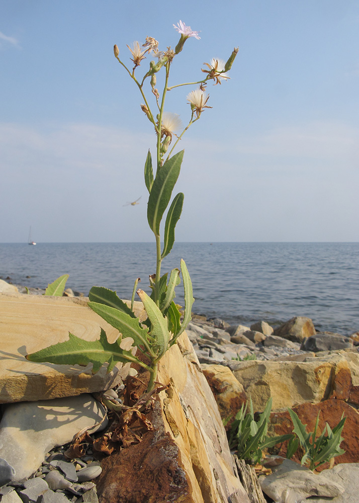 Image of Lactuca tatarica specimen.